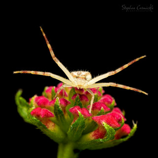 Crabby Spider
